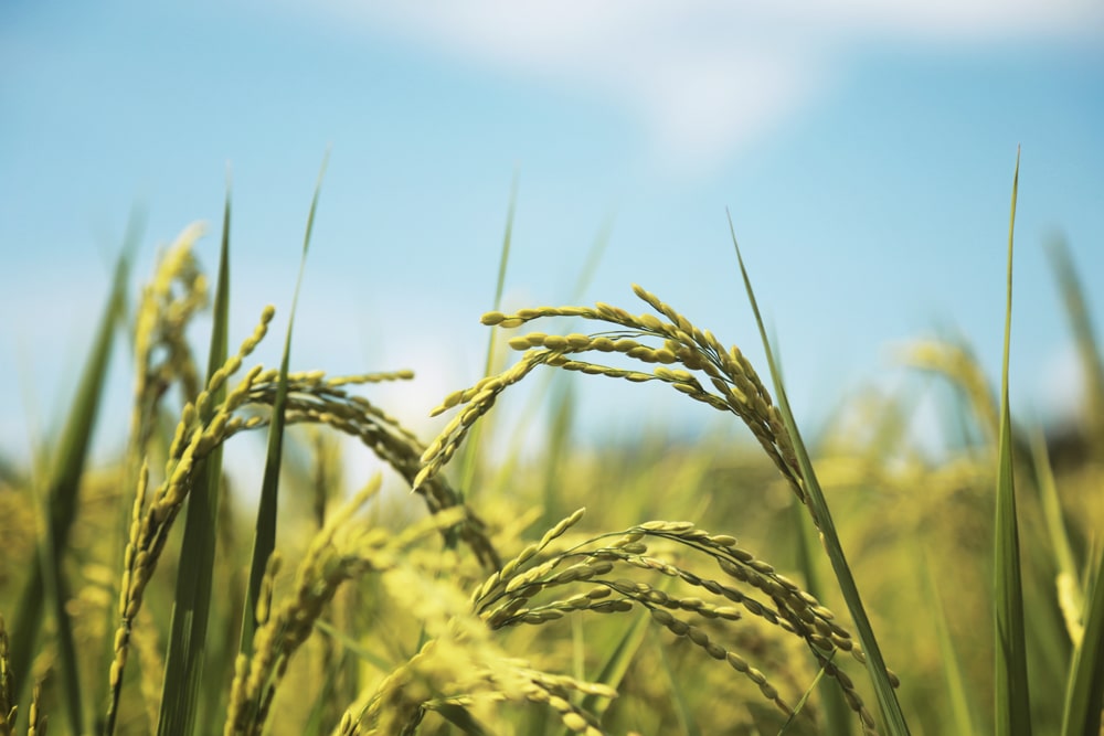 株式会社アグリファーム虹の夢 株式会社アグリファーム虹の夢 イメージ